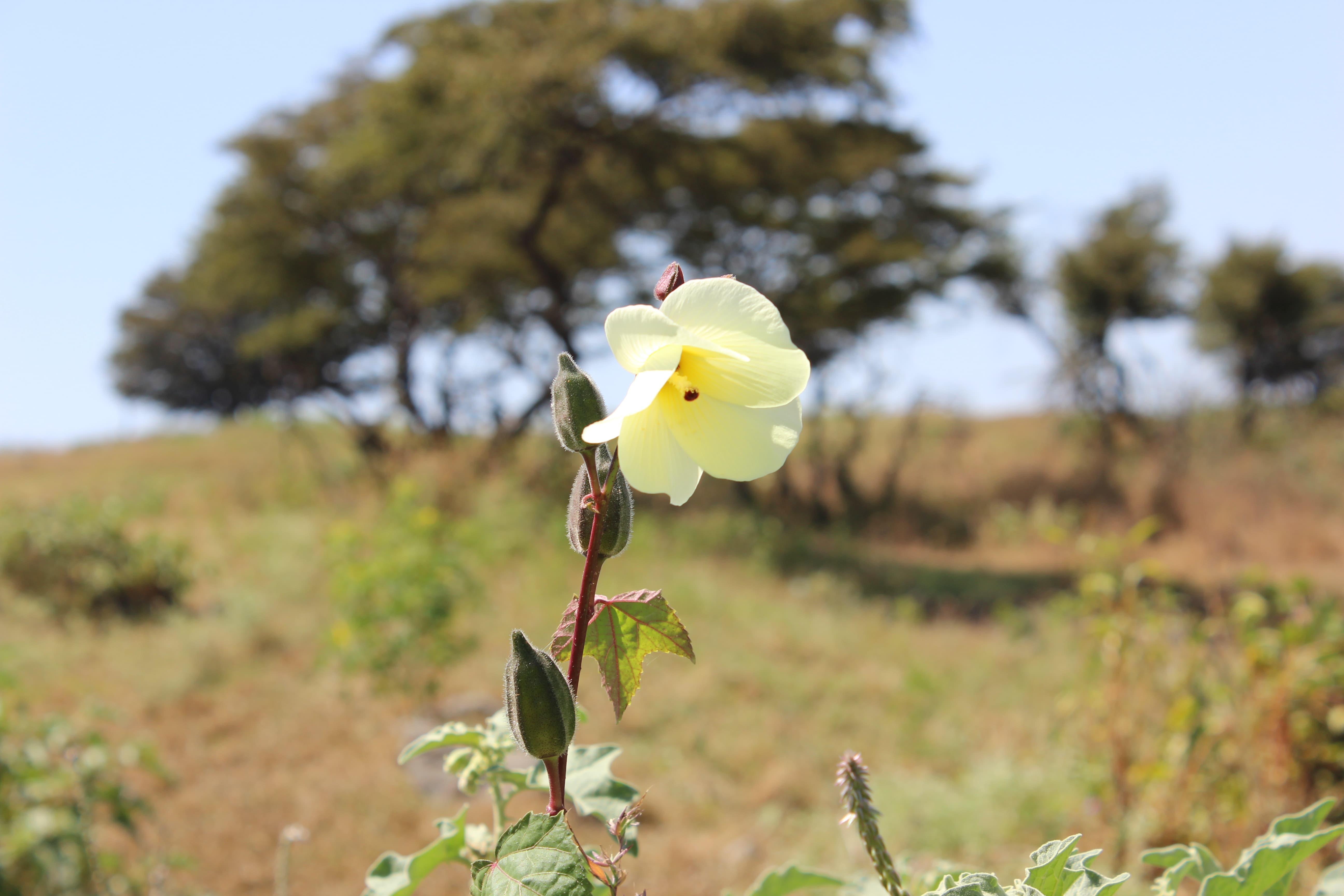 Plant Image